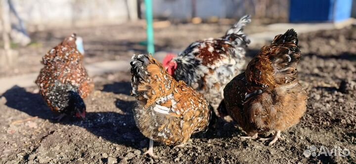 Инкубационное яйцо и цыплята породных кур