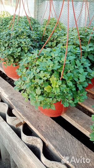 Ампельная хризонтема