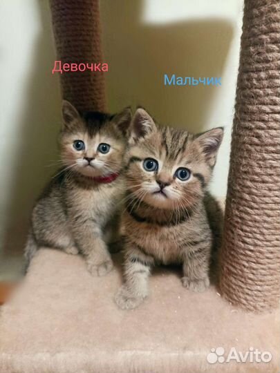 Котята золотая шиншилла