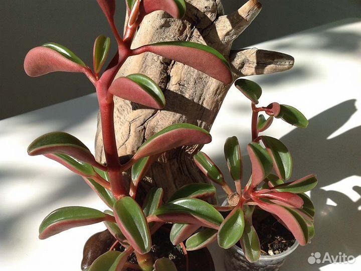 Пеперомия Гравеоленс Комнатные растения суккуленты