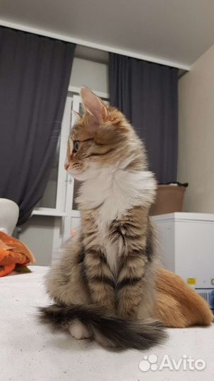 Котята останутся на улице