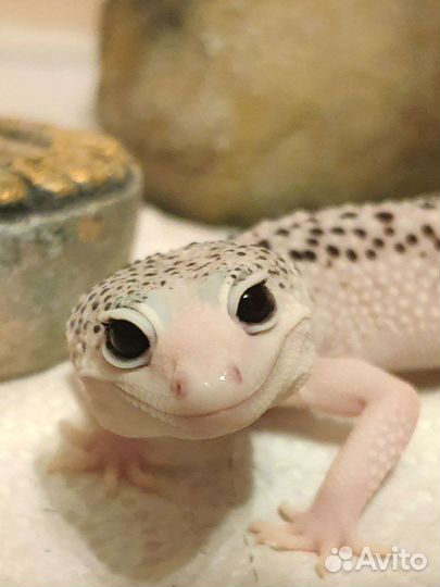 Пятнистый эублефар Super Black Hole