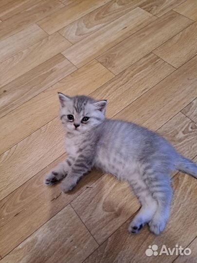 Британские котята