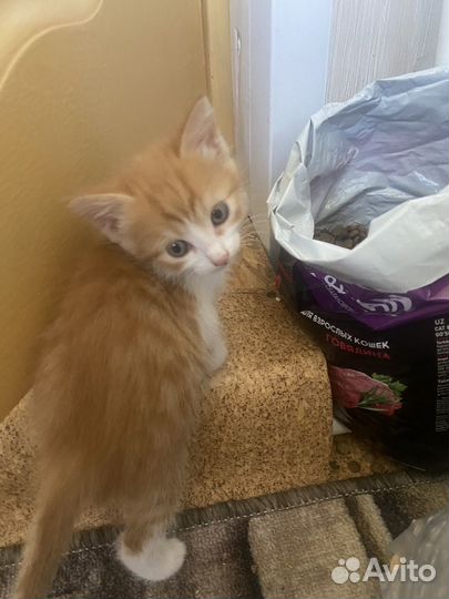 Котята