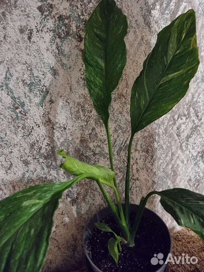 Спатифиллум Домино