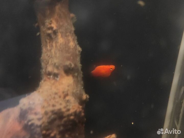 Пецилии 3 шт