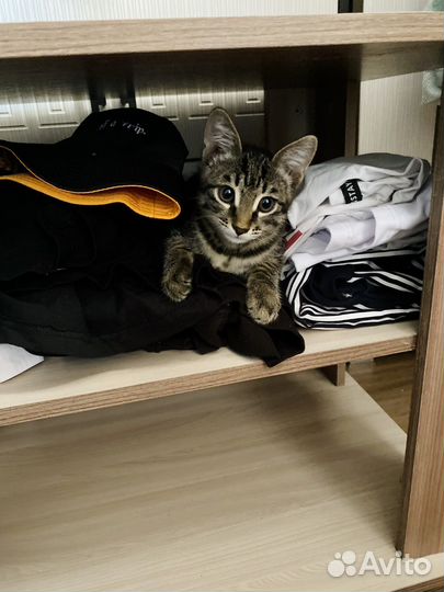 Отдам бесплатно