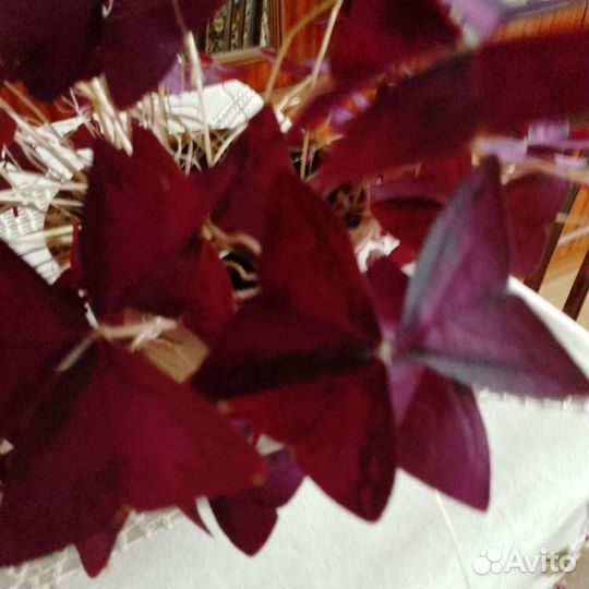 Комнатный цветок 