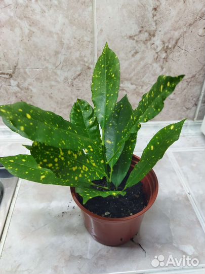 Комнатные растения