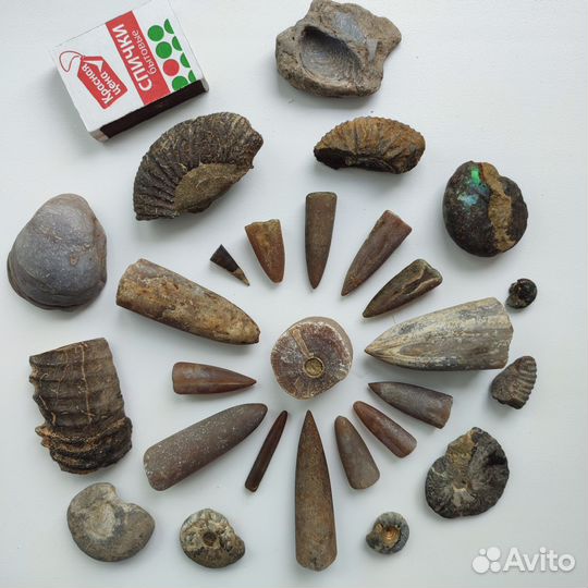 Окаменелости и Белемниты (Кальмары), Аммониты