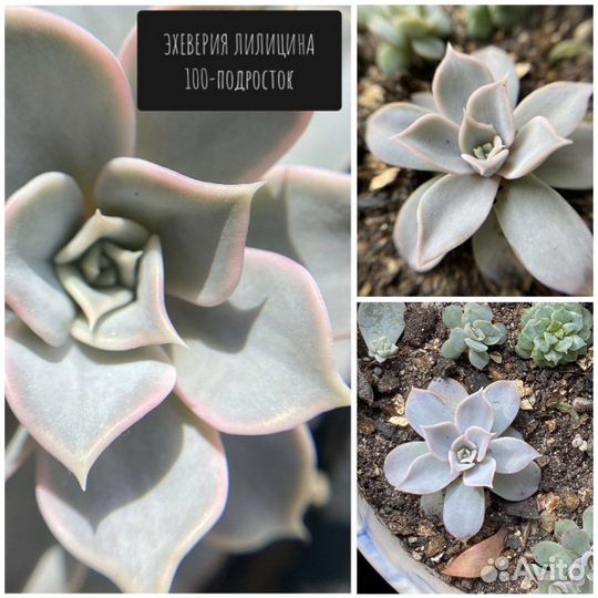 Суккуленты