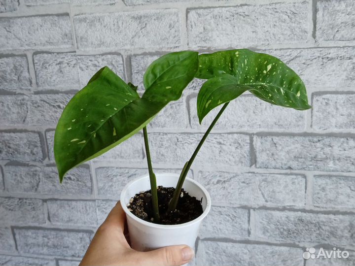 Комнатные цветы