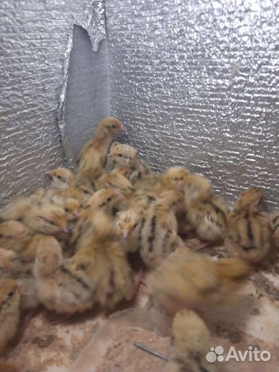 Перепела продажа