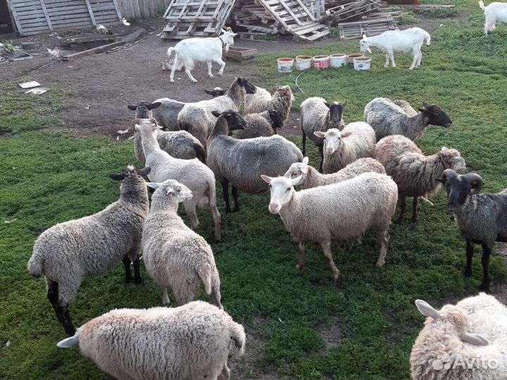 Овцы и бараны