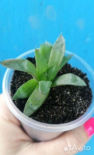 Суккуленты 444