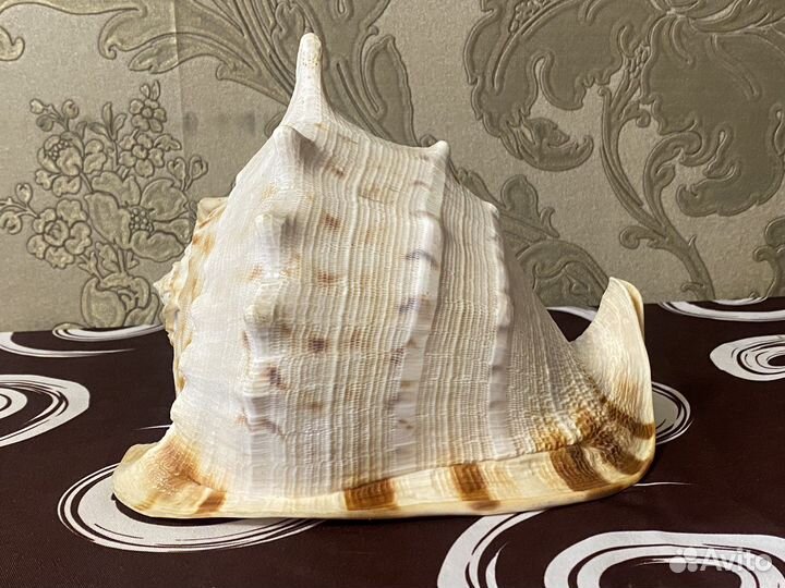 Ракушка Кассис корнута