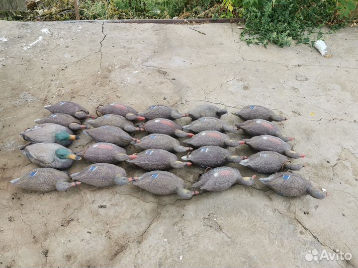 Подсадные утки