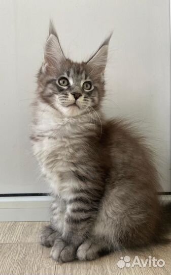 Котята мейн-кун