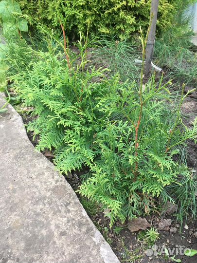 Саженцы туя