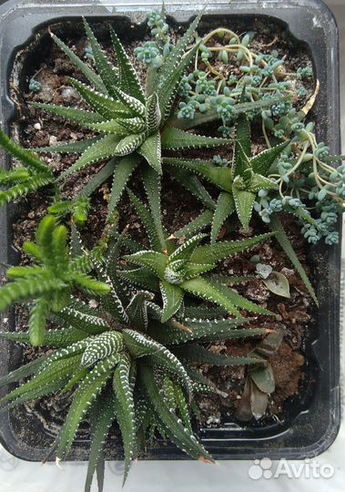 Суккуленты. Хавортия, красулла, эхеверия, седум