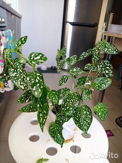 Гипоэстес листоколосниковый