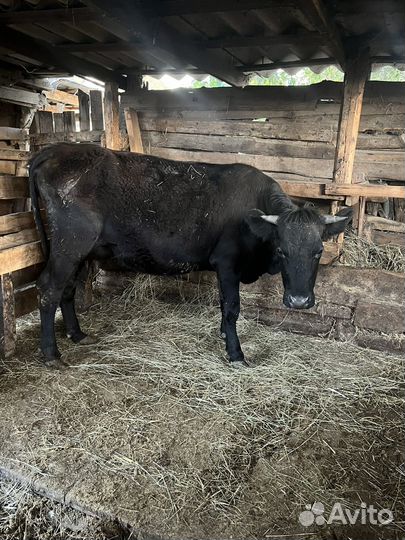 Первотелка