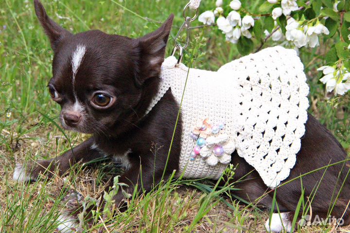 Шоколадная принцесса