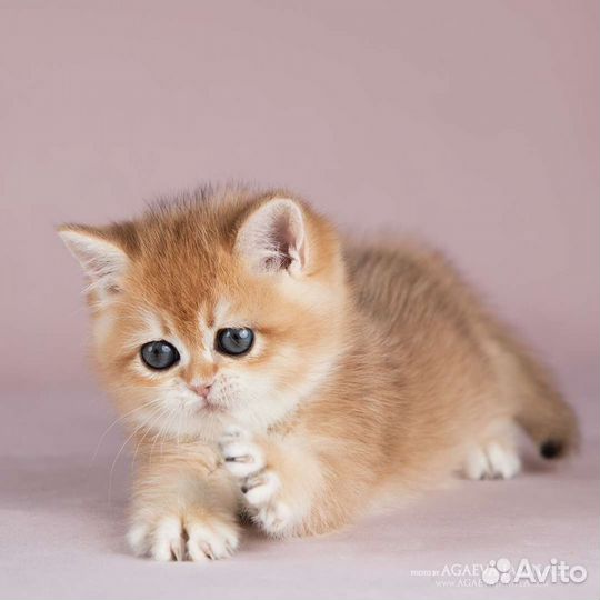 Элитные котята золотая британская шиншилла
