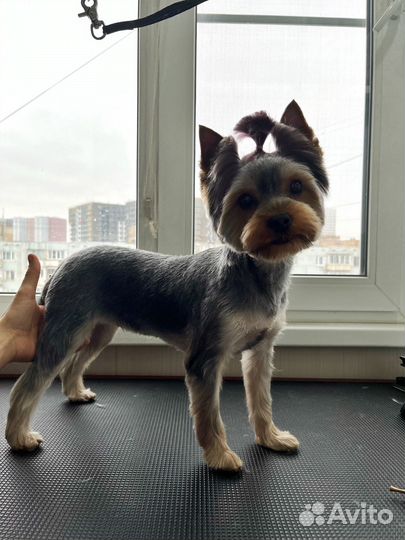 Груминг собак, кошек.Экспресс-линька,чистка зубов