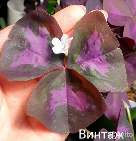 Кислица / Oxalis