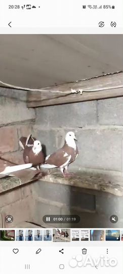 Бакинские голуби