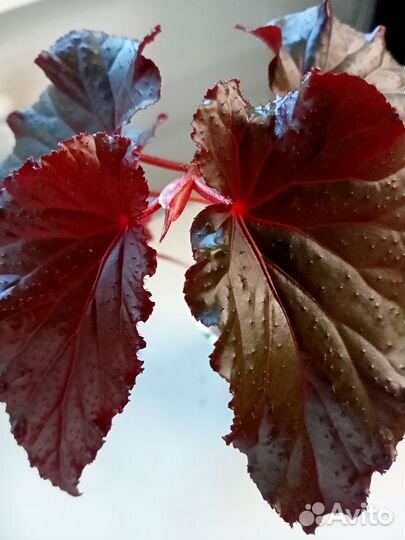 Тростниковые бегонии