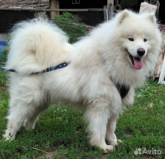 Вязка Самоедская лайка