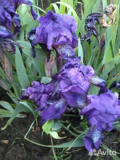 Ирисы