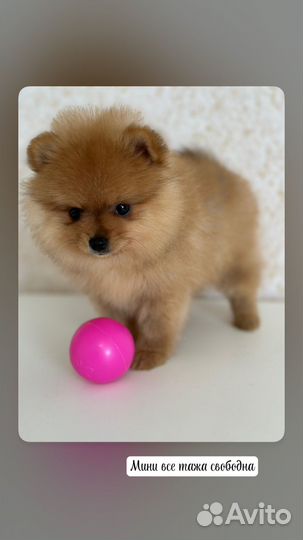 Померанский шпиц тип мишка мини