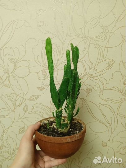 Комнатные растения