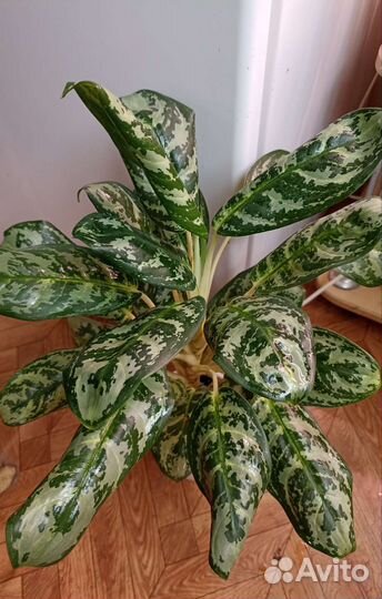 Аглаонемa Dawn's Delight