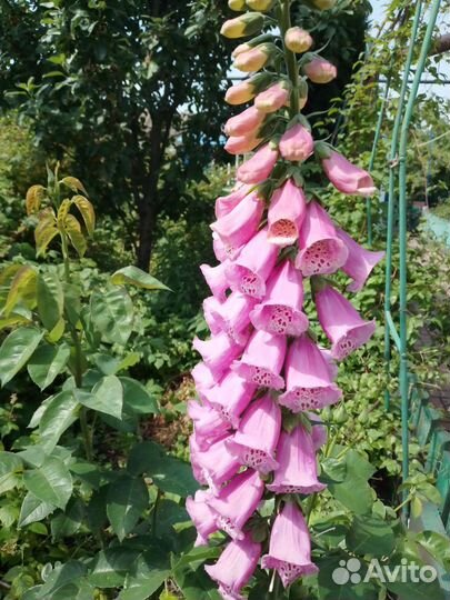 Наперстянка семена