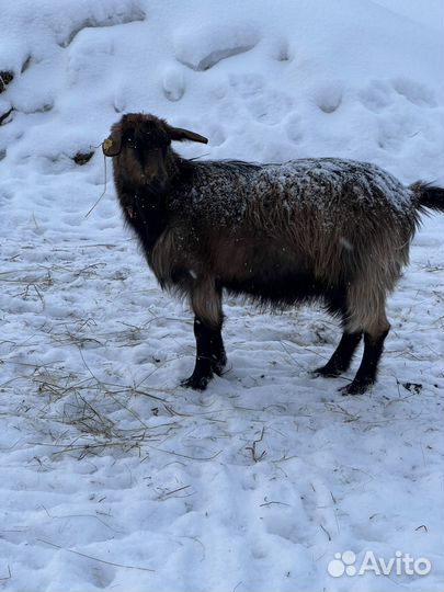 Продам взрослых коз и ягнят