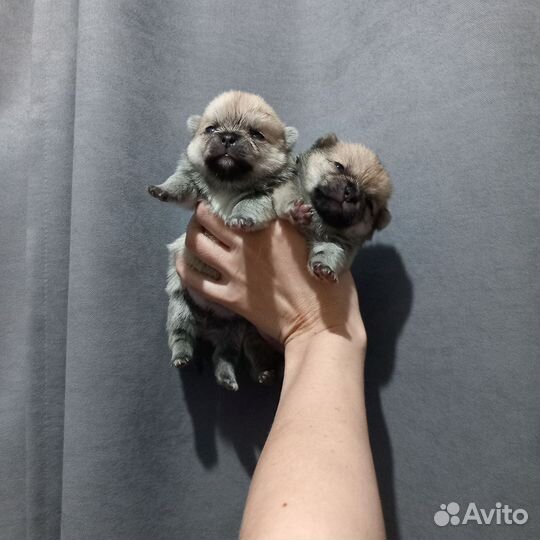 Помчи чих + шпиц