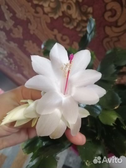 Декабрист белый