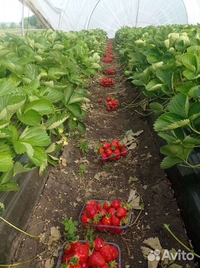 Кассетная рассада клубники на август по России