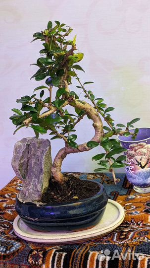 Бонсай Кармона цветущий