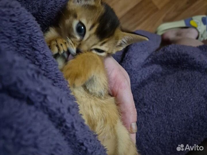 Абиссинские котята