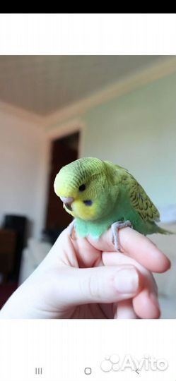 Попугай,амадины