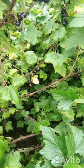 Черная смородина ягода свежая