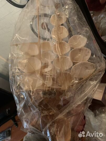 Морские ракушки раковины