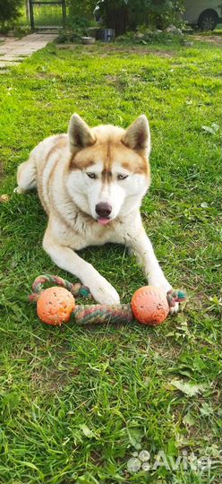 Сибирский хаски