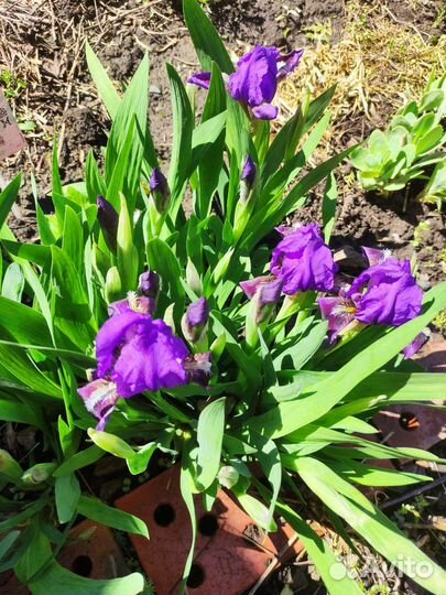 Ирисы карликовые