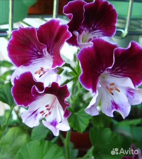 Пеларгония ангел